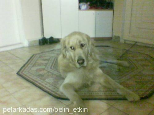 bulut Erkek Golden Retriever