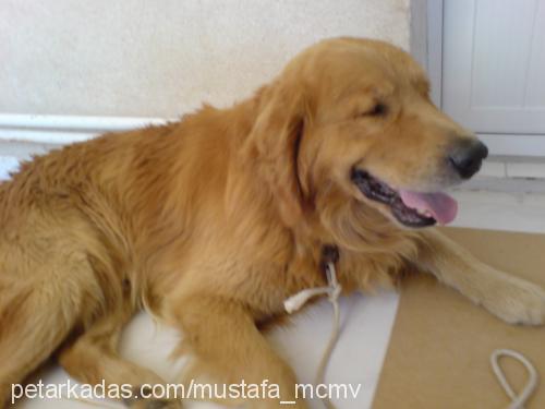 Ricco Erkek Golden Retriever