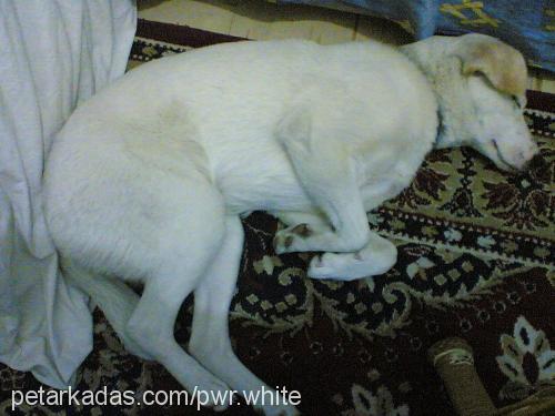 sharaph Dişi Labrador Retriever