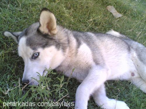 MATTO Erkek Sibirya Kurdu (Husky)