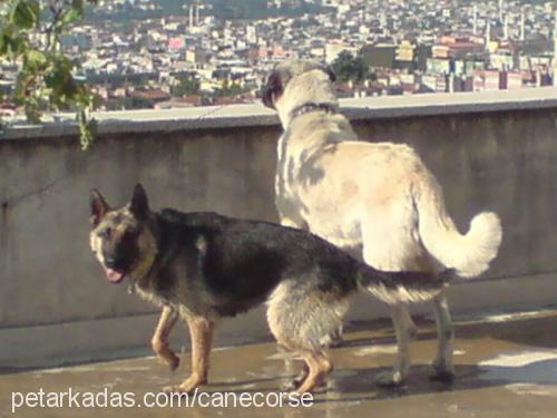 zilli Dişi Alman Çoban Köpeği