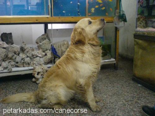 hades Erkek Golden Retriever