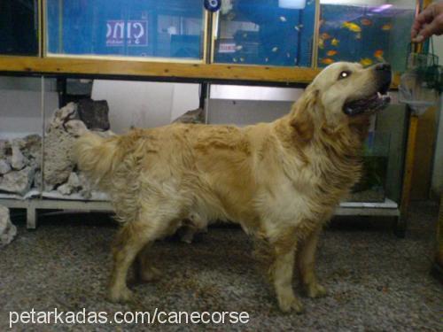 hades Erkek Golden Retriever