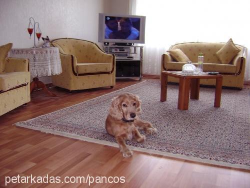 panço Erkek İngiliz Cocker Spaniel