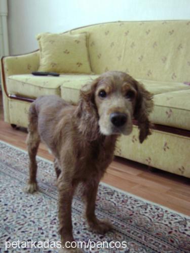 panço Erkek İngiliz Cocker Spaniel