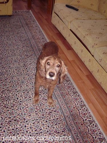 panço Erkek İngiliz Cocker Spaniel