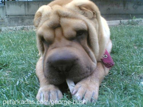 george Erkek Çin Shar-Pei