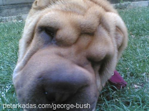 george Erkek Çin Shar-Pei