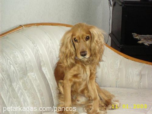 panço Erkek İngiliz Cocker Spaniel