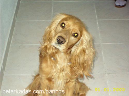 panço Erkek İngiliz Cocker Spaniel