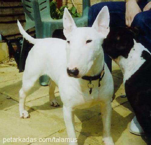 şeytan Erkek Bull Terrier