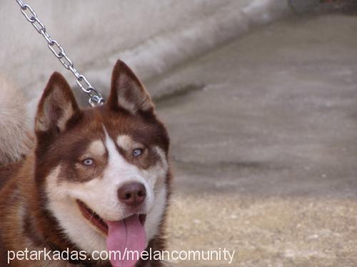 tarçın Dişi Sibirya Kurdu (Husky)