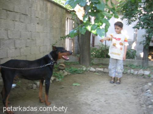 kibrit Erkek Doberman Pinscher