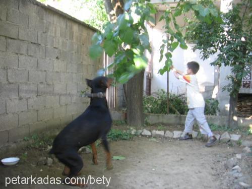 kibrit Erkek Doberman Pinscher