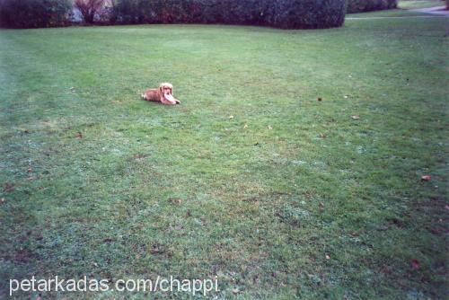 chappy Erkek İngiliz Cocker Spaniel