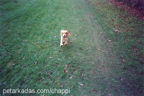 chappy Erkek İngiliz Cocker Spaniel