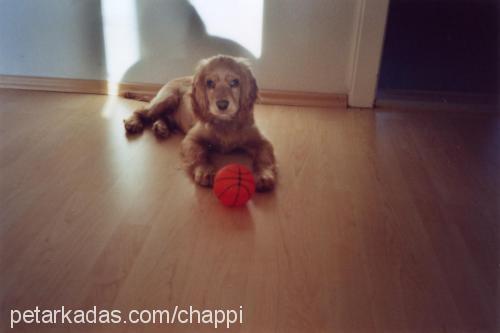 chappy Erkek İngiliz Cocker Spaniel