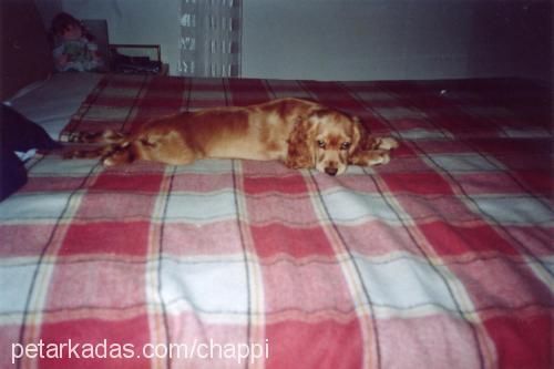 chappy Erkek İngiliz Cocker Spaniel