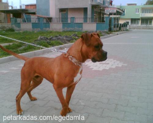 paşa Erkek Boxer