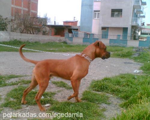 paşa Erkek Boxer