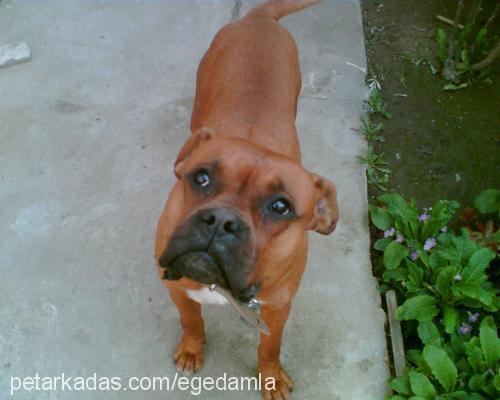 paşa Erkek Boxer