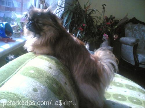 a$kım Erkek Pekingese