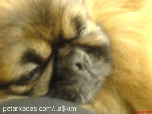 a$kım Erkek Pekingese