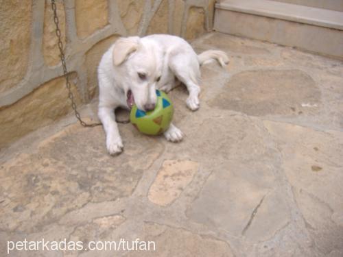 LEYDİ Dişi Golden Retriever