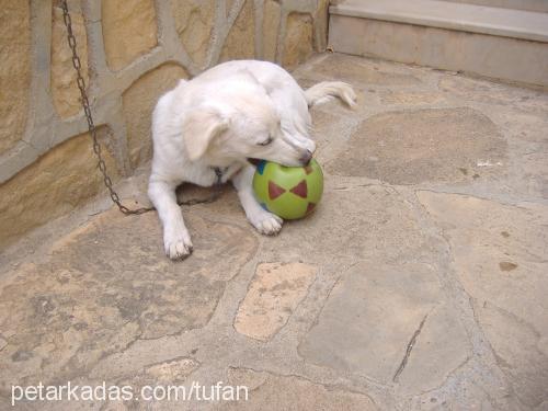 LEYDİ Dişi Golden Retriever