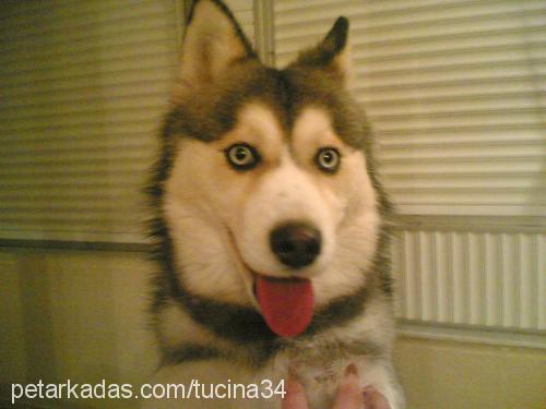 Nicky Dişi Sibirya Kurdu (Husky)