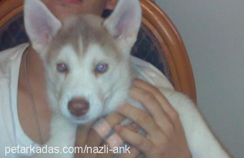 Mocha Erkek Sibirya Kurdu (Husky)