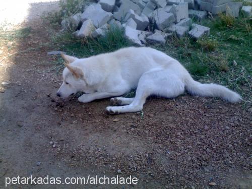 Asil Erkek Sibirya Kurdu (Husky)