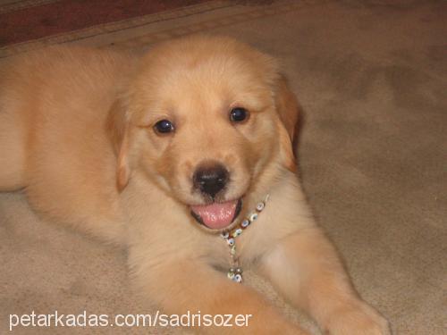 zeyna Dişi Golden Retriever