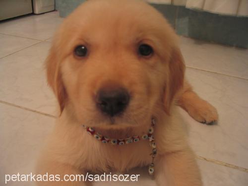 zeyna Dişi Golden Retriever