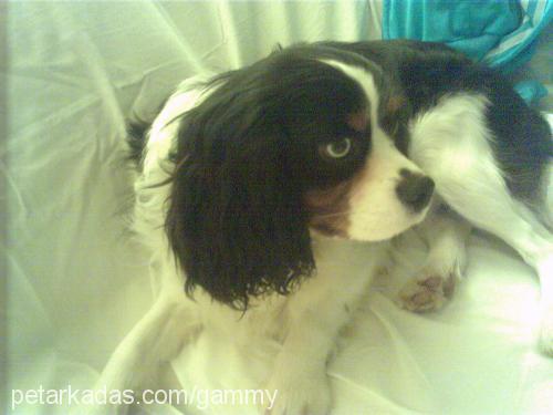 SALSA Erkek Cavalier King Charles Spanieli