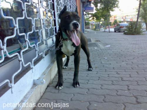 hera Dişi Amerikan Staffordshire Terrier