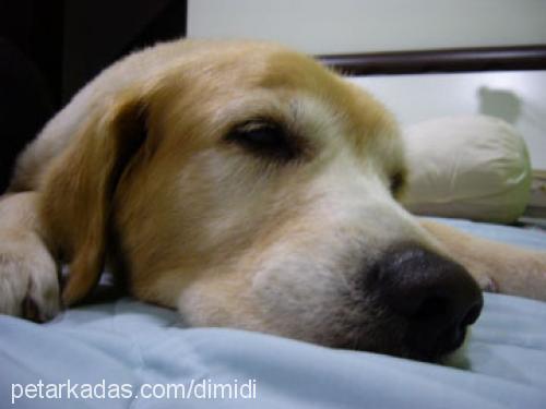 dimidi Dişi Golden Retriever