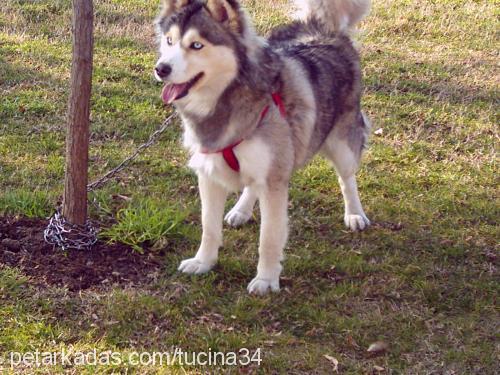 Nicky Dişi Sibirya Kurdu (Husky)