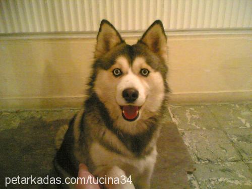 Nicky Dişi Sibirya Kurdu (Husky)