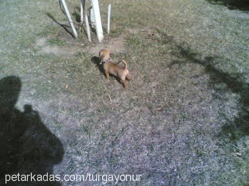 ÇAPKIN Erkek Dachshund