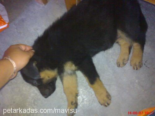 ORFE Dişi Rottweiler