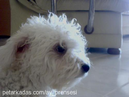 pamuk Dişi West Highland White Terrier