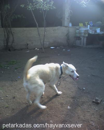 hera Dişi Alaskan Malamute