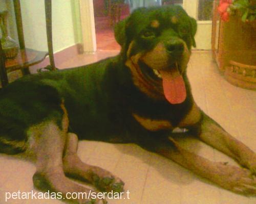 zex Erkek Rottweiler