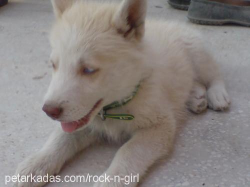 ares Erkek Sibirya Kurdu (Husky)