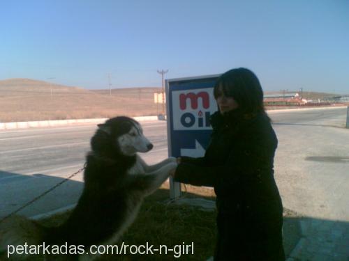 Eros Erkek Sibirya Kurdu (Husky)