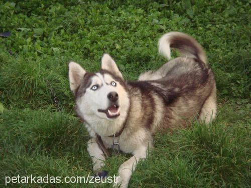 Ares Erkek Sibirya Kurdu (Husky)