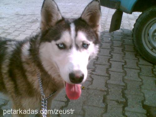 Ares Erkek Sibirya Kurdu (Husky)