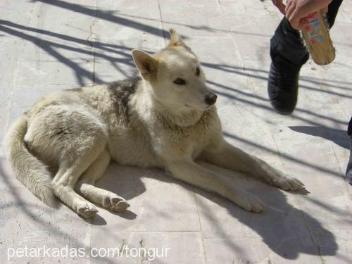 mısır Dişi Sibirya Kurdu (Husky)