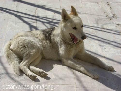 mısır Dişi Sibirya Kurdu (Husky)